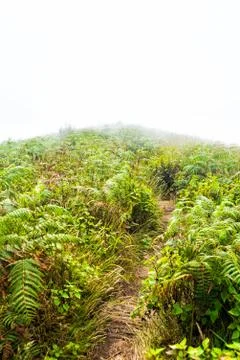 Pathway in field on mountain Stock Photos
