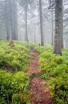Pathway in fog Stock Photos