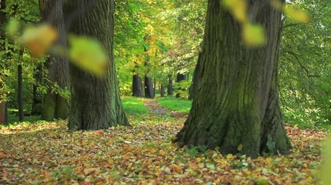 Pathway Stock Footage 1034109