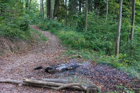 Pathway in forest at daylight scene Foto stock