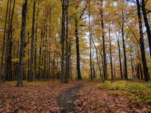 Pathway in a forest during autumn Stock Photos