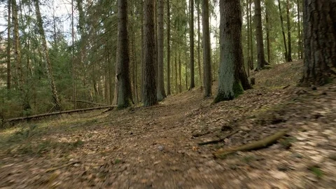 Pathway in the forest - flying camera shot Stock Footage 77728073
