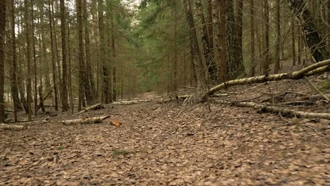 Pathway in the forest - flying camera shot Stock Footage