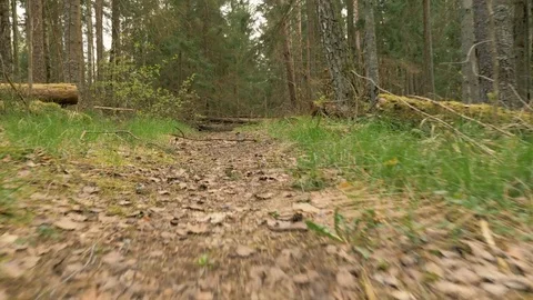 Pathway in the forest - flying camera shot Stock Footage 77824240