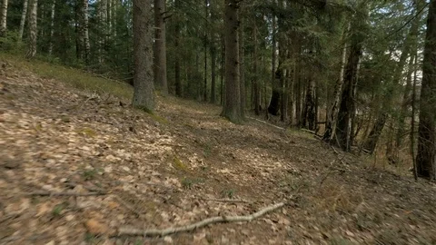 Pathway in the forest - flying camera shot Stock-Footage 78976194