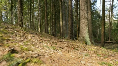 Pathway in the forest - flying camera shot Stock-Footage 78976282