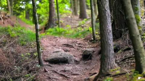 Pathway in the Forest Stock Footage 11059136
