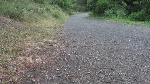 Pathway in the Forest Видео 63306037