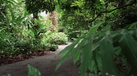 Pathway in Forest Stock Footage 67651843