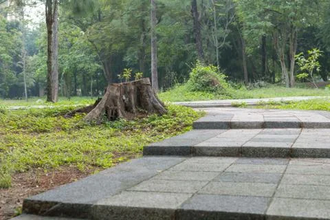 Pathway in forest Stock Photos