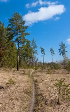 Pathway in forest Stock Photos