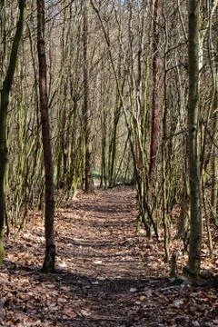 Pathway in a forest Stock Photos