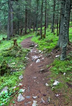 Pathway in forest Stock-Fotos