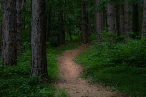 A pathway into the forest Foto stock