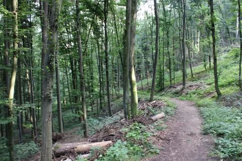 Pathway in a forest Foto stock