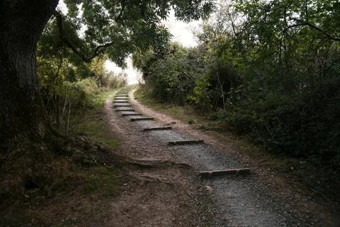 Pathway from the forest Stock Photos