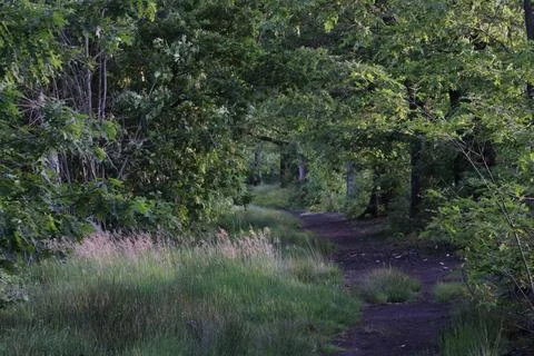 Pathway in forest Foto stock