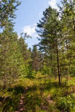 Pathway at the forest in summer day Stock Photos