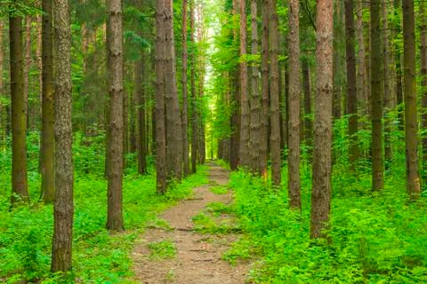 Pathway in the forest of tall trees Stock Photos