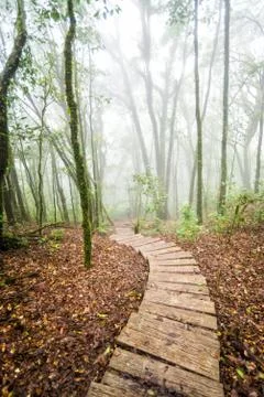 Pathway in forest of thailand Stock Photos