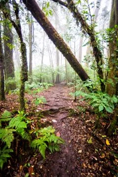 Pathway in forest of thailand Stock Photos