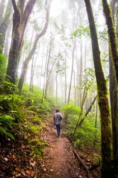 Pathway in forest of thailand Stock Photos