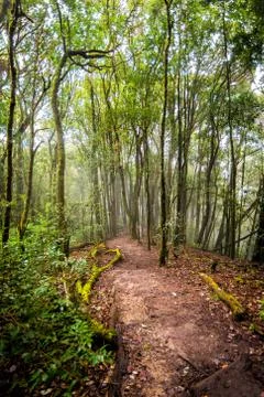 Pathway in forest of thailand Stock Photos