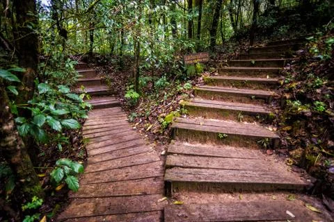 Pathway in forest of thailand Stock Photos