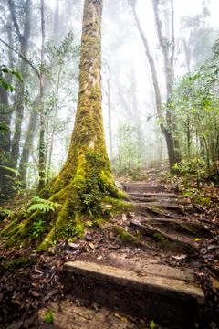 Pathway in forest of thailand Stock Photos
