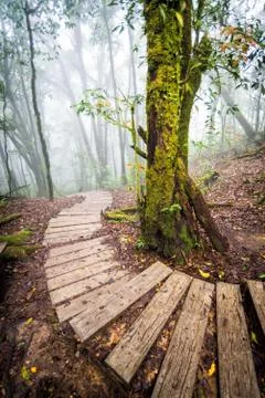 Pathway in forest of thailand Foto stock