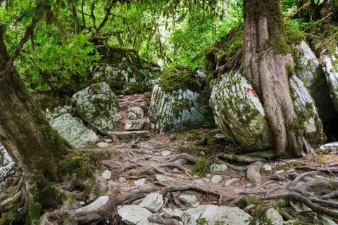 Pathway in the forest with Tree roots growing between stones Stock Photos