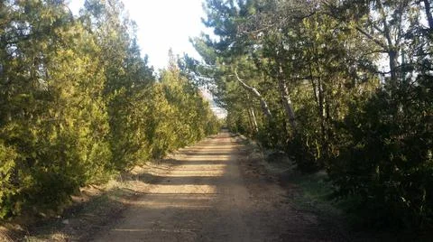 Pathway in the forest ,two sides covered with pine trees Stock Photos