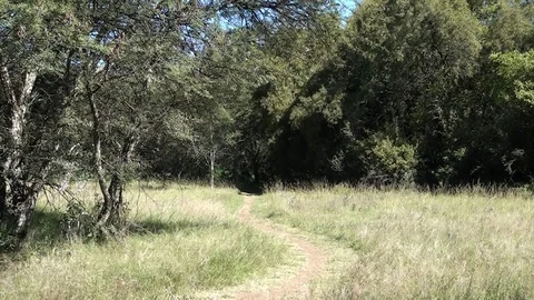 Pathway into Forest - Wind Blowing Stock Footage 90305191