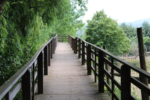 Pathway in forest. Wodden pathway in forest. Stock Photos