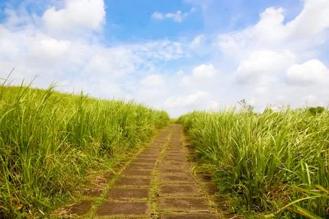 Pathway in the grass Stock Photos
