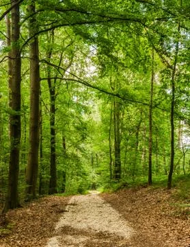Pathway in green forest with deciduous trees Stock Photos