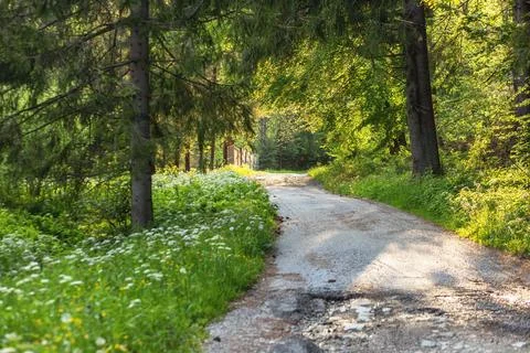 Pathway in green forest during spring season. Stock Photos