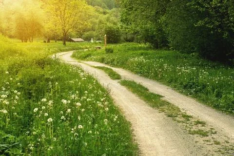 Pathway in green forest during spring season. Stock Photos