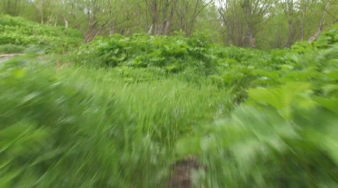 Pathway in green forest Stock Footage 734025