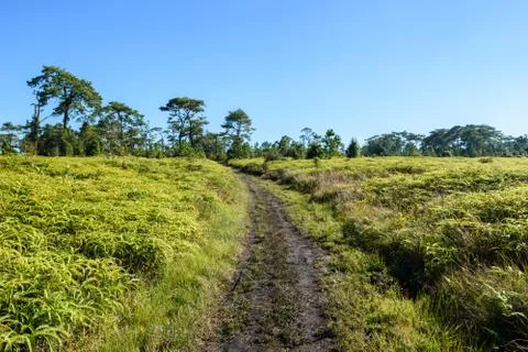 Pathway in the green forest Stock Photos