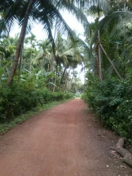 A pathway in the green forest Stock Photos