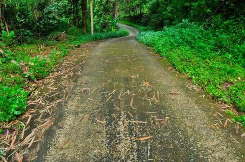Pathway in green summer forest Stock Photos