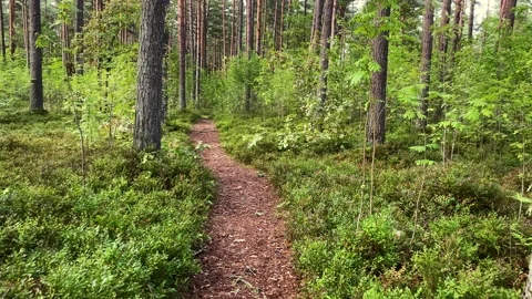 Pathway in the green summer forest. Summer season concept Stock Footage 170268420