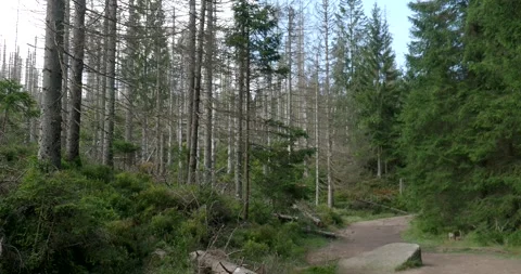 Pathway in Harz mountain range with dead trees by bark-beetle disease Stock Footage 289283269