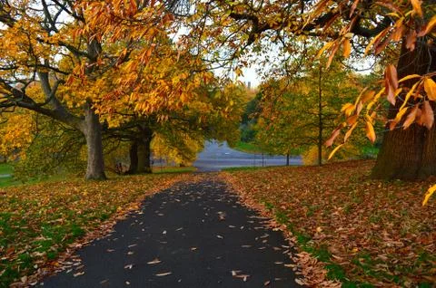 Pathway with lawn on both sides and colourful trees in the background Stock Photos