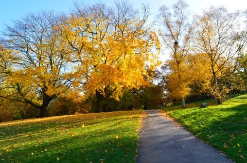 Pathway with lawn on both sides and colourful trees in the background Stock Photos