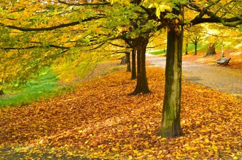 Pathway with lawn on both sides and colourful trees in the background Stock Photos