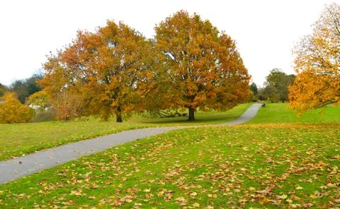 Pathway with lawn on both sides and colourful trees in the background Stock Photos