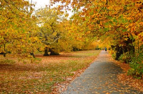 Pathway with lawn on both sides and fallen brown leaves on the ground Stock Photos
