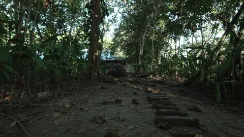 Pathway Leading to Rustic Hut in Dense Amazonian Vegetation Vidéo 334173368